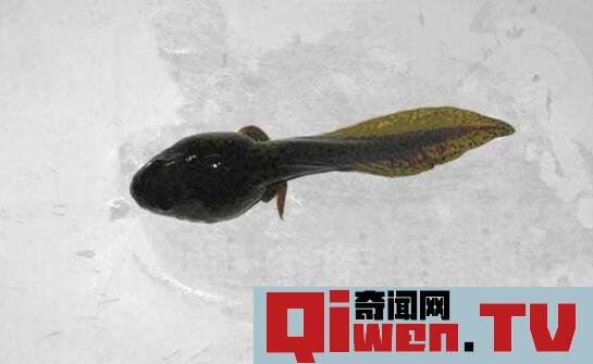 世界上蝌蚪最大的蛙类 不合理蛙 蝌蚪25厘米 成体7厘米